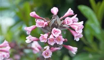 Weigelie 'Purpurea'