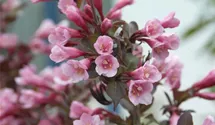 Weigelie 'Purpurea'