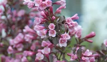 Weigelie 'Purpurea'