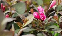 Weigelie 'Purpurea'
