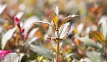 Weigelie 'Purpurea'