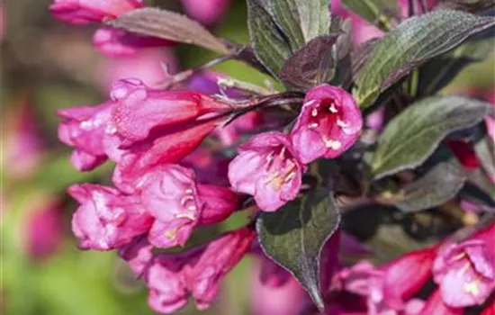 Weigela florida 'Victoria'