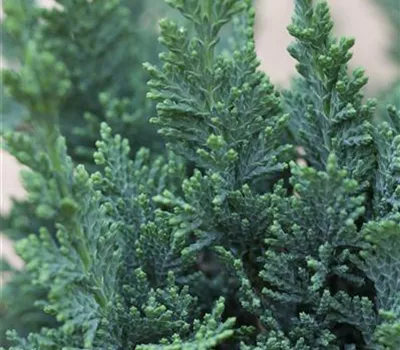 Chamaecyparis laws.'Alumii'