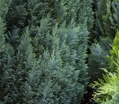 Chamaecyparis laws.'Ellwood's Pillar'