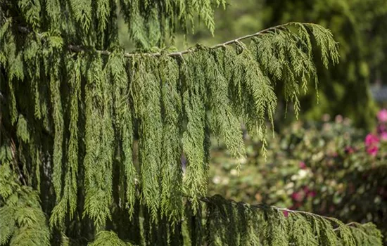 Chamaecyparis nootk.'Pendula'