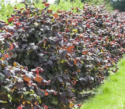 Corylus av.'Rotblättrige Zellernuss' Corylus av.'Rotblättrige Zellernuss'