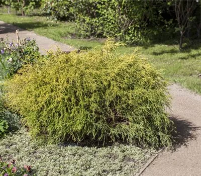 Chamaecyparis pis.'Filifera Aurea Nana'