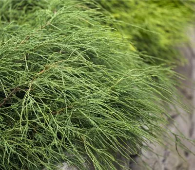 Chamaecyparis pis.'Filifera Nana'