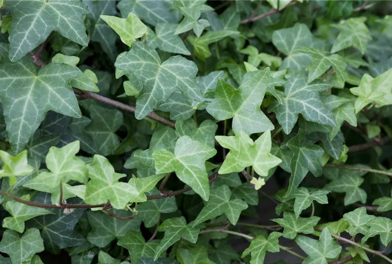 Hedera helix Hedera helix