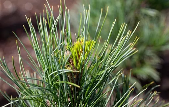 Pinus cembra