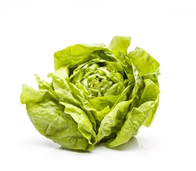 Lactuca sativa var. capitata Lactuca sativa var. capitata