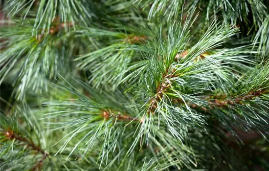 Pinus parviflora 'Schoon's Bonsai'