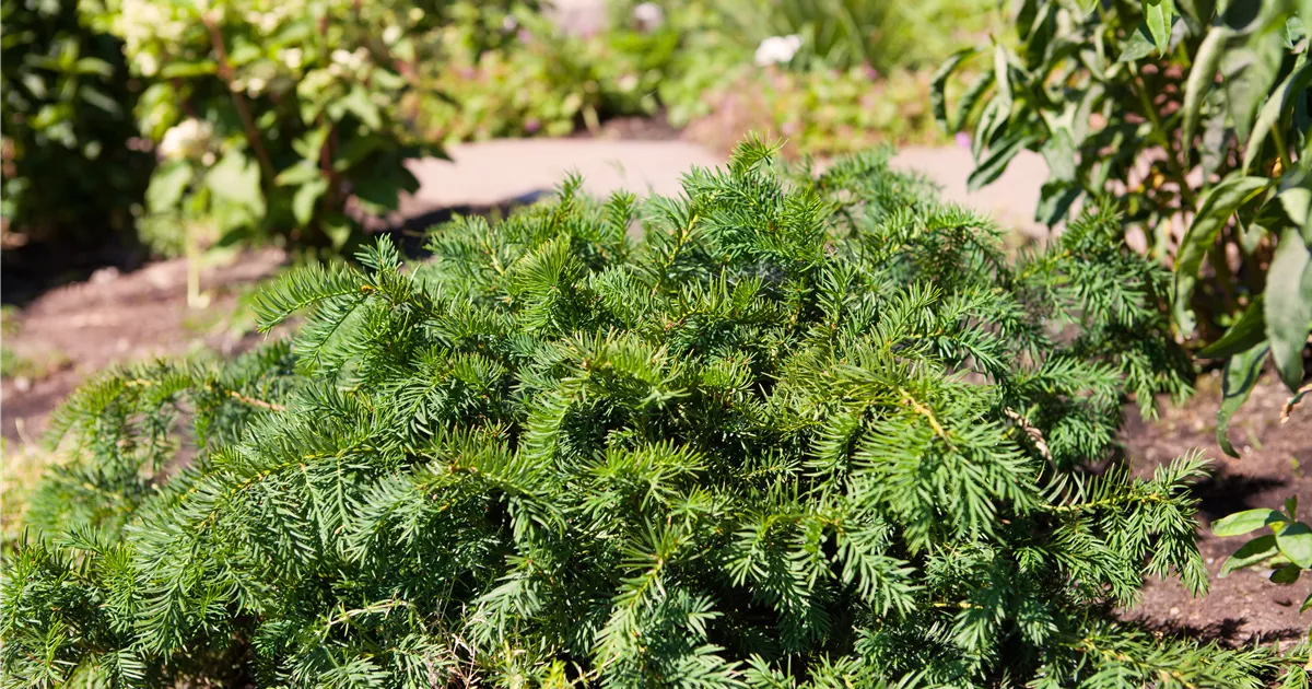 thuja smaragd im kbel pflanzen Thuja 'Smaragd'  immergrne Heckenpflanze, 6 Pflanzen pro Meter, 17-c