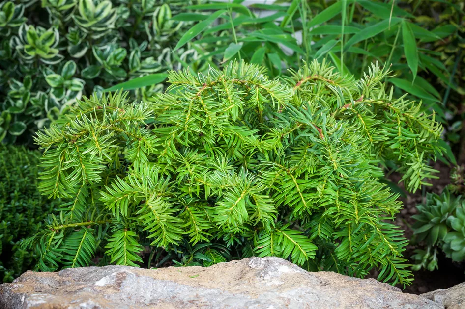 Taxus baccata 'Repandens'
