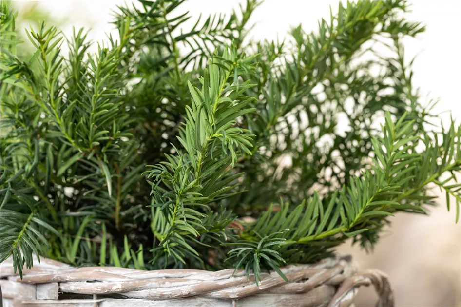 Taxus baccata 'Repandens'