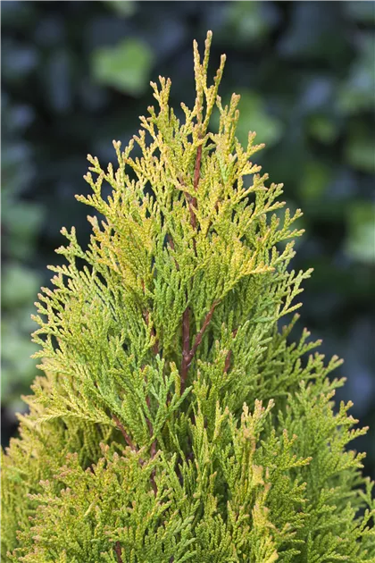 Thuja occidentalis 'Golden Smaragd' -R-