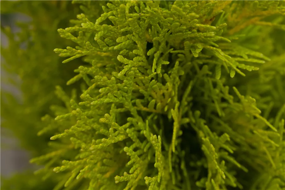 Thuja occidentalis 'Golden Smaragd' -R-