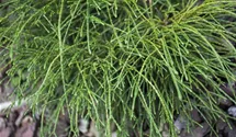 Thuja plicata 'Whipcord'