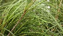 thuja höhe Lebensbaum Thuja occidentalis Smaragd 140-160 cm Höhe Ballenware main image 0