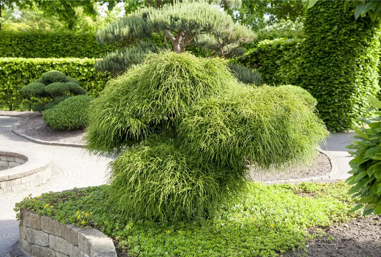 Thuja plicata 'Whipcord' Thuja plicata 'Whipcord'