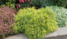 Thuja plicata 'Whipcord'