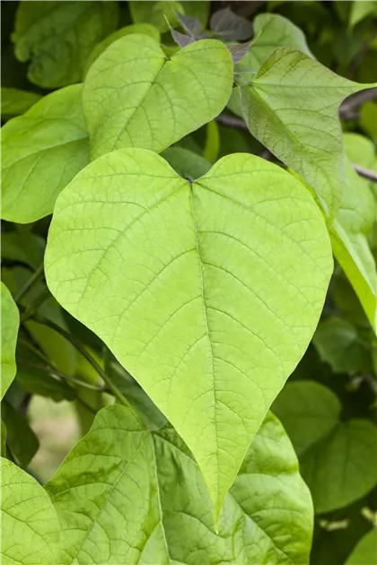 Catalpa bignonioides 'Nana'