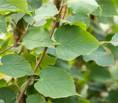 Tilia cordata 'Greenspire' Tilia cordata 'Greenspire'