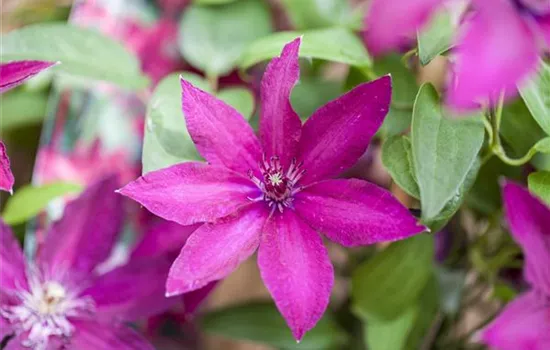 Clematis 'Ernest Markham'