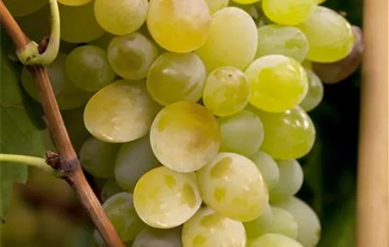 Vitis 'Himrod'