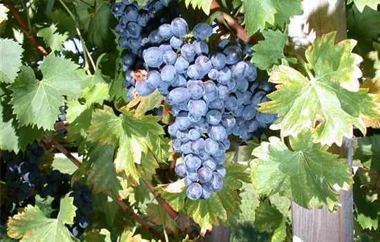 Vitis 'Nero' -S-