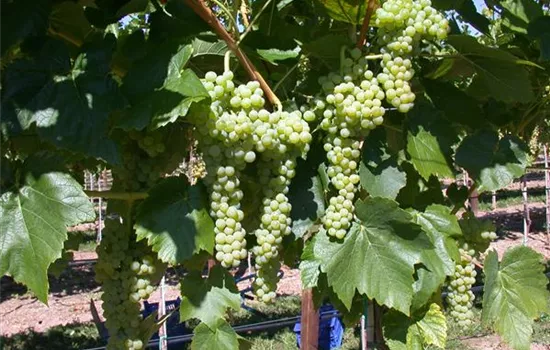 Vitis 'Birstaler Muskat' -S- II