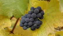 Tafeltraube 'Muscat bleu'