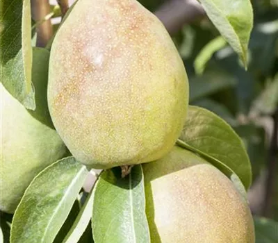 Pyrus com.'Obelisk' -R- CAC Pyrus com.'Obelisk' -R- CAC