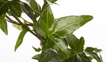 Hedera helix