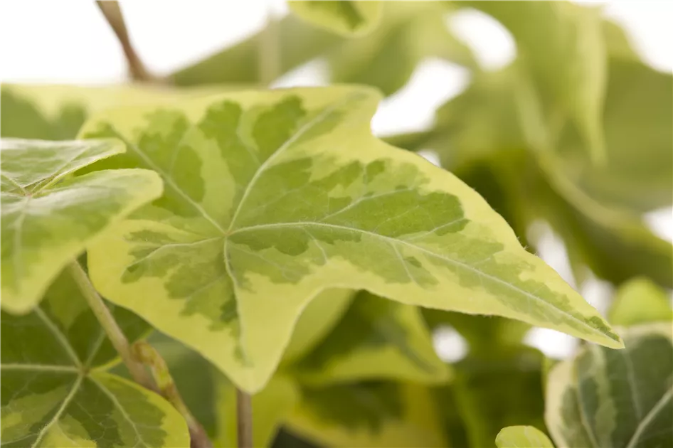 gummibaum geschenk Gummibaum XL | Ficus elastica
