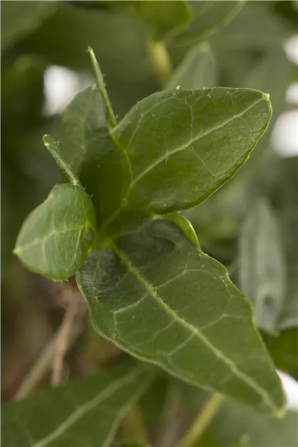Hedera helix