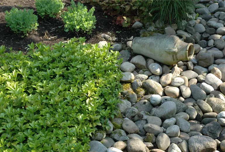 Pachysandra terminalis Pachysandra terminalis