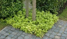 Schattengrün,Dickmännchen