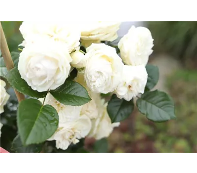 Rosa 'Artemis' -R- STR VI Rosa 'Artemis' -R- STR VI