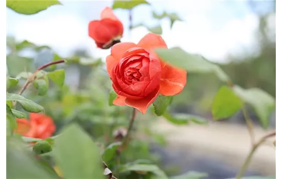 Rosa 'Summer Song' -R- STR VI