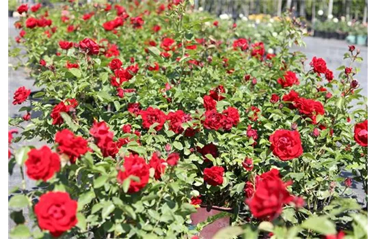 Rosa 'Santana' -R- KL V