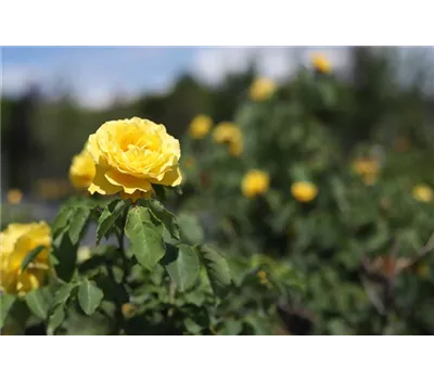 Rosa 'Goldstern' -R- KL V Rosa 'Goldstern' -R- KL V