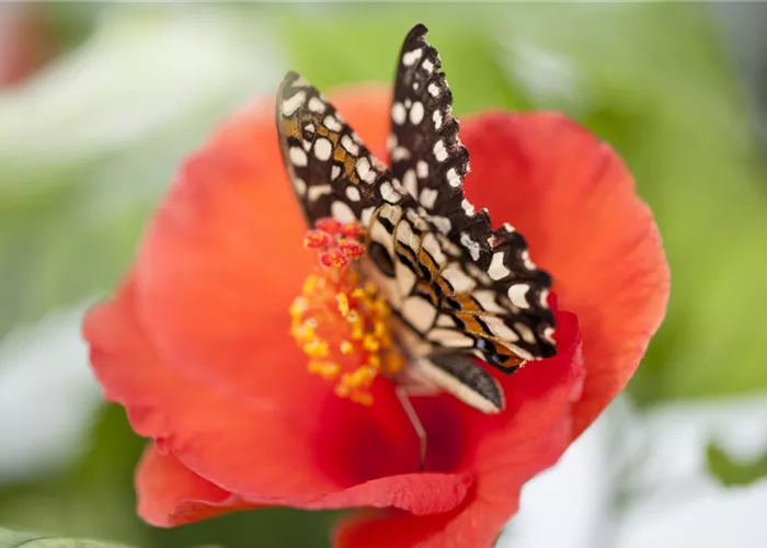 Der Experimentiergarten: es gibt Viel zu entdecken!