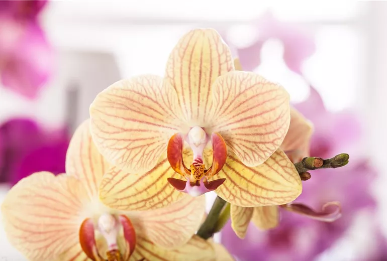 Phalaenopsis Phalaenopsis