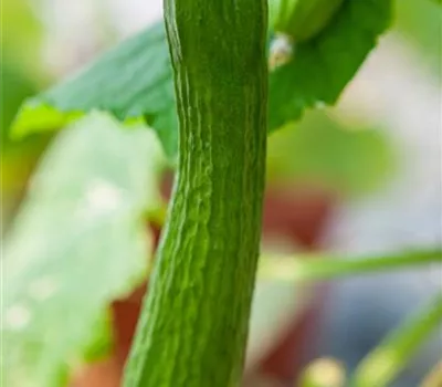 Cucumis sativus 'Passandra' Cucumis sativus 'Passandra'