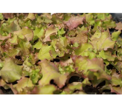 Lactuca sativa 'Constanza' Lactuca sativa 'Constanza'