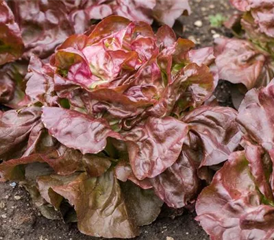 Lactuca sativa var. capitata, rot Lactuca sativa var. capitata, rot