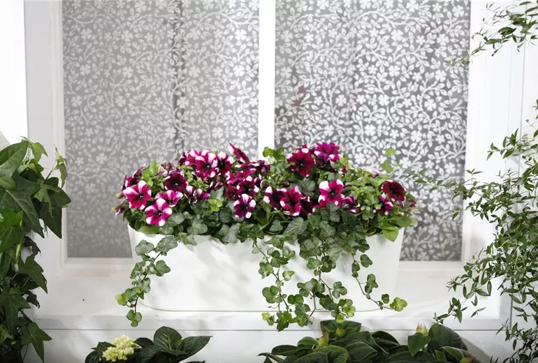 Hedera helix Hedera helix