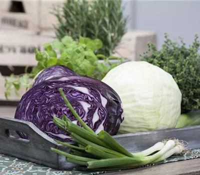 Brassica oleracea convar. Capitata var. Alba Brassica oleracea convar. Capitata var. Alba