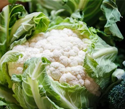 Brassica oleracea var. botrytis Brassica oleracea var. botrytis